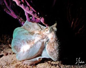 This image of an octopus was taken during a dive off Vill... by Steven Anderson 